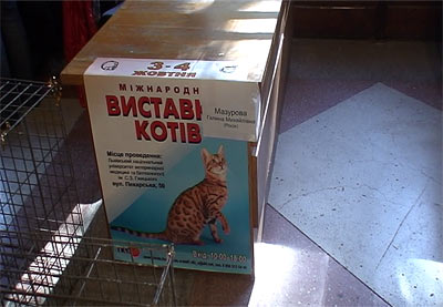 Виставка котів у Львові 2009