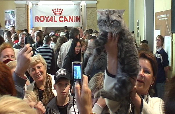 Виставка котів у Львові 2009
